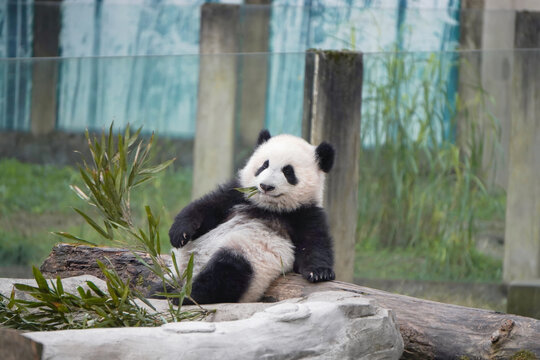大熊猫幼崽嘴里叼着竹叶