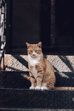 台阶上坐着的猫