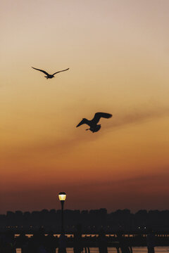 夕阳下海鸥剪影