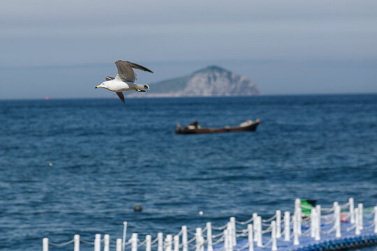 海鸥