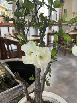海棠花