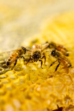 蜂蜜蜜蜂蜂巢