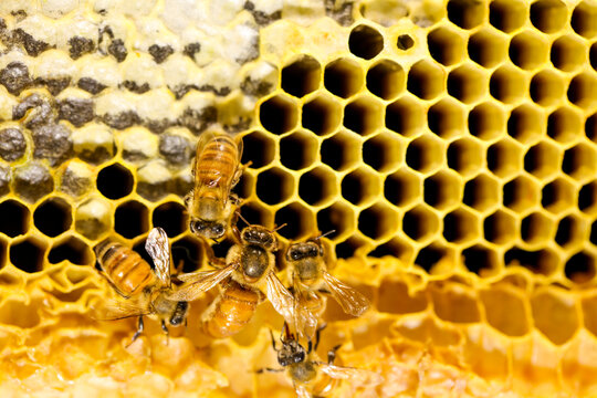 蜜蜂蜂蜜蜂巢