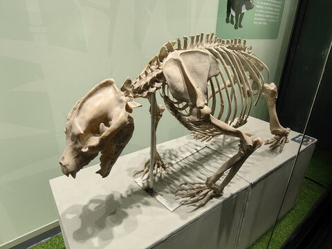 早更新世小种大熊猫化石标本
