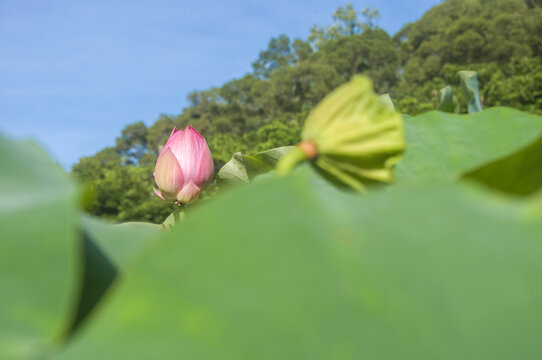 荷花花叶