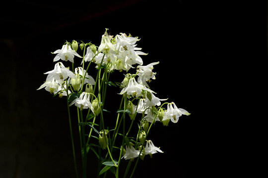 白花耧斗菜