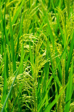 农村水稻
