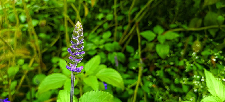 蓝花鼠尾草