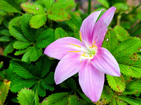 花特写