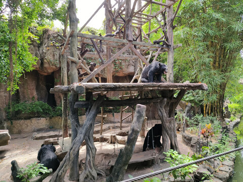 动物园里的黑熊
