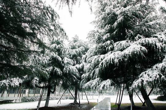 雪后树林