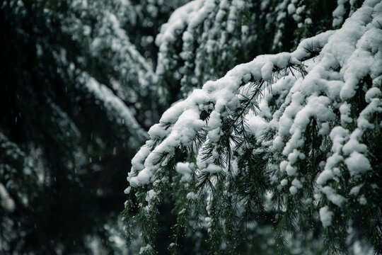 松林雪景