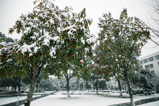 雪后冬青树林