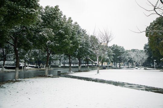 雪后小树林