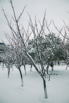 雪中的树林