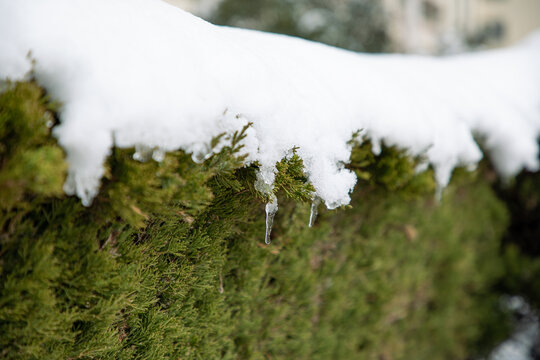 大雪