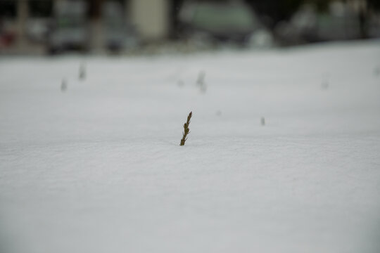 大雪