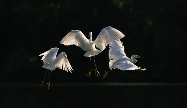 晨光中三只飞翔的白鹭