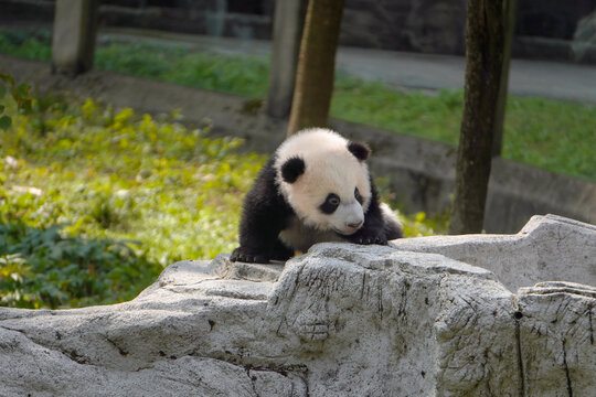 大熊猫小崽趴在石头上