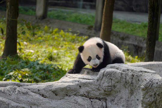 大熊猫幼崽在石头上奇珍奇宝