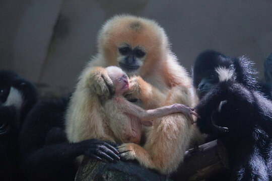 白颊长臂猿一家婴猿约15日龄