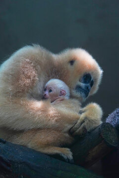 白颊长臂猿婴猿在母猿怀抱