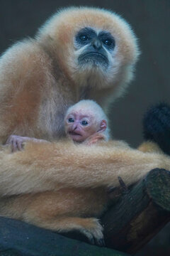 白颊长臂猿母猿婴猿约15日龄