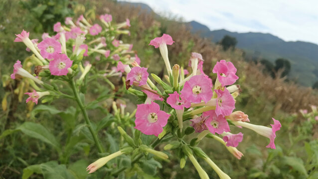 烟花