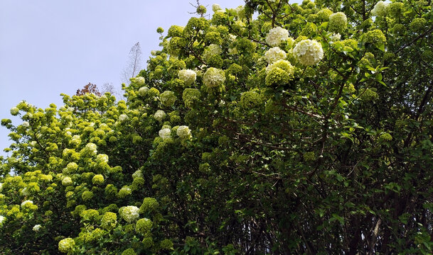 石楠树石楠花