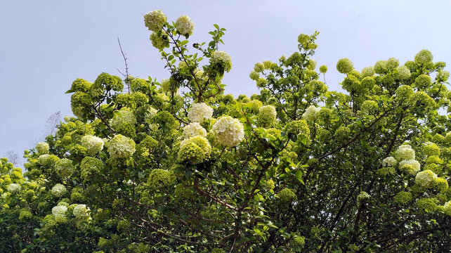 石楠树石楠花