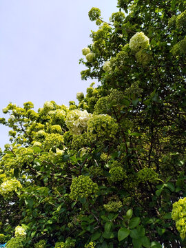 石楠树石楠花