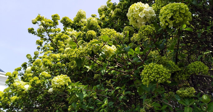 石楠树   石楠花