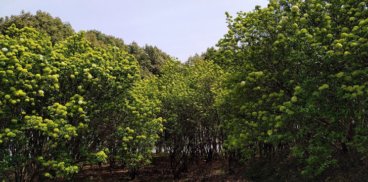 石楠树石楠花