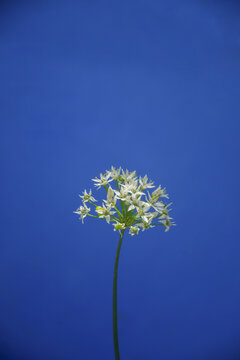 清新韭菜花