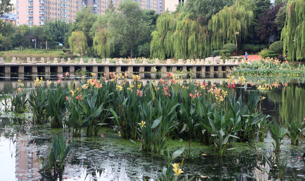 日照沙墩河公园风光