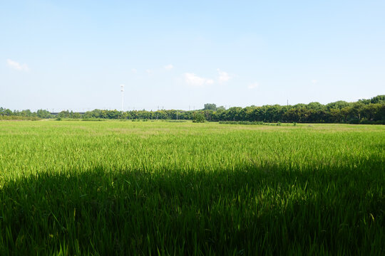 富硒大米水稻田