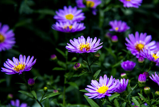 紫菀花开
