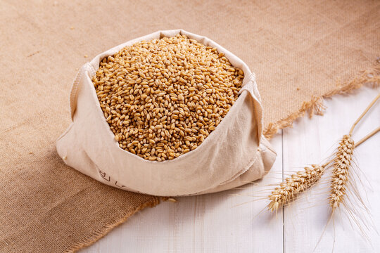 小麦粒小麦籽