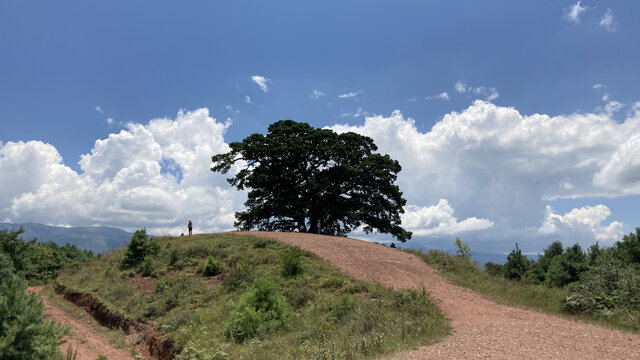 大树