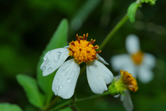 鬼针草花上的雨滴