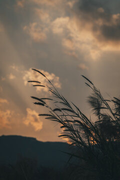 夕阳下的芦苇植物剪影