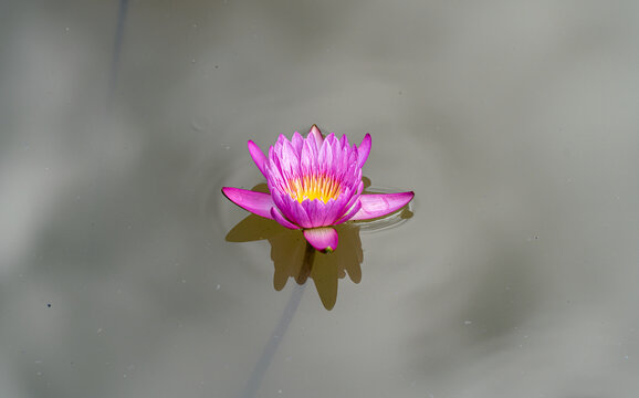 湖中盛开的睡莲
