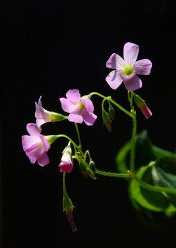 红花酿桨草