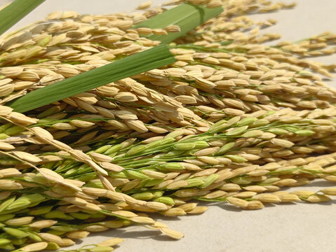 丰收稻米素材