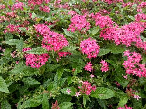 装饰花卉