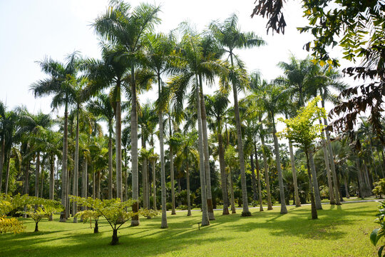 热带植物林
