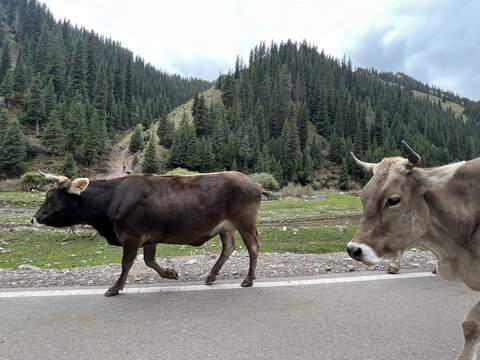马路边的牛群