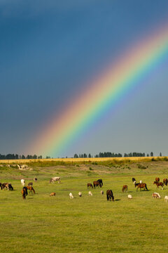 草原牧场雨后彩虹