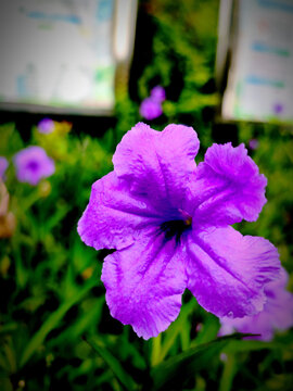 蓝花草花卉紫色