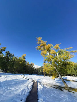 阿勒泰地区雪地独路景观